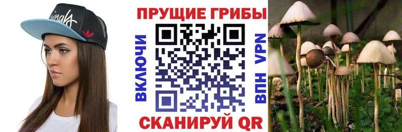 магазин продажи   Мезень  Галлюциногенные грибы Psilocybe 